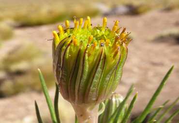 Investigadores de la PUCV descubren nueva especie floral en Atacama - Foto 1