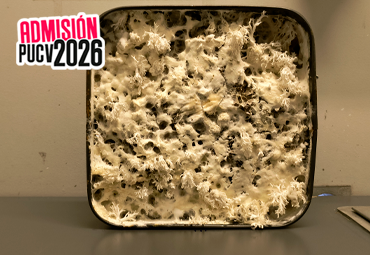 Ecosistema de innovación PUCV da vida a FungiSound, proyecto de paneles acústicos con micelio