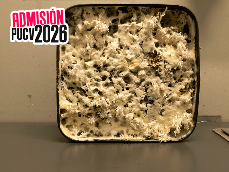 Ecosistema de innovación PUCV da vida a FungiSound, proyecto de paneles acústicos con micelio