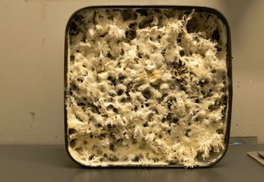 Ecosistema de innovación PUCV da vida a FungiSound, proyecto de paneles acústicos con micelio