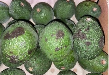 Impulsan estudio internacional para mejorar la calidad de la palta Hass chilena