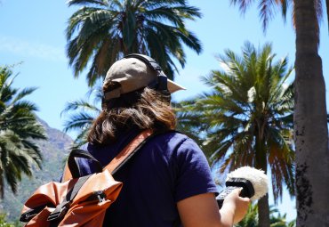 Obra sonora "Ecos del Futuro" presenta segundo volumen dedicado a la palma chilena