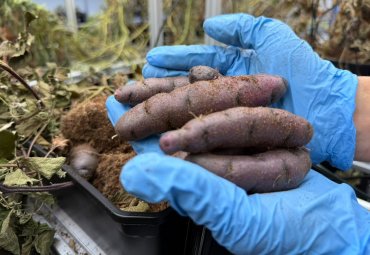 Investigan cómo la agricultura vertical impacta atributos de calidad deseados en papas nativas de Chiloé