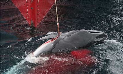 Corte Interncional de Justicia ordena a Japón detener "caza científica" de ballenas.