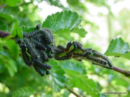 Massive defoliation in Patagonian forests: untangling the ecological mechanism driving insect outbreak dynamics