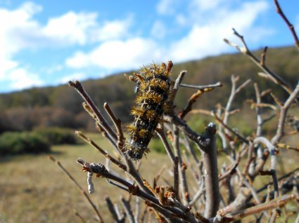 Remote sensing EBV for assessing the spatial distribution and intensity of insect outbreaks in broadleaf Nothofagus forests