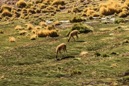 Climatic and hydrological changes in the Altiplano during the last millennium: new insights from annually-resolved paleoarchives