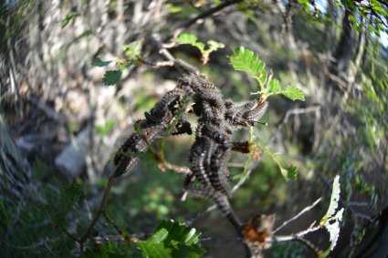 Massive defoliation in Patagonian forests: untangling the ecological mechanism driving insect outbreak dynamics