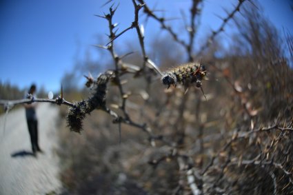 Remote sensing EBV for assessing the spatial distribution and intensity of insect outbreaks in broadleaf Nothofagus forests