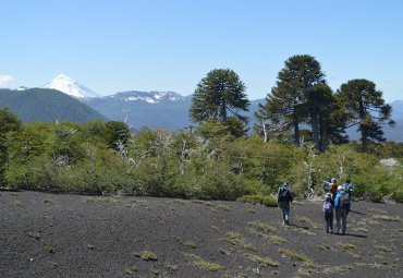 Expertos del Instituto de Geografía PUCV descifran el código secreto que esconden los árboles