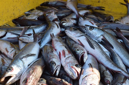 Peces en la V región son potencialmente peligrosos para la población