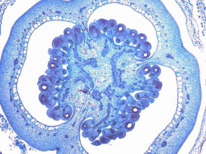 Módulo de histología resulta ganador del VI concurso de fotografía digital PUCV