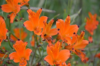 Profesor Juan Luis Celis participa en trabajo de revisión bibliográfica sobre uso de flora nativa de Chile