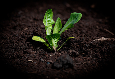 Académicos de la Escuela de Agronomía envían carta a El Mostrador sobre intensificación ecológica