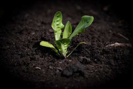 Académicos de la Escuela de Agronomía envían carta a El Mostrador sobre intensificación ecológica