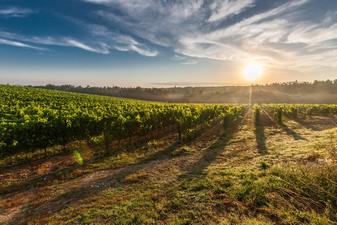 Llamado a concurso postdoctoral para proyecto anillo “Ecological intensification: Integrating knowledge of ecosystem services to promote sustainable agriculture in Chile” (ACT19202)