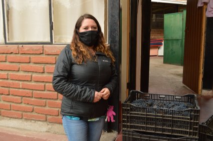 Escuela de Agronomía dona más de 200 kilos de uva a organizaciones benéficas de Quillota