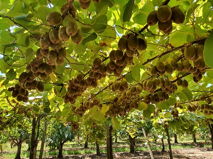 Grupo de investigadores del Instituto de Biología desarrolló mix biologico para combatir infecciones en plantaciones de Kiwi