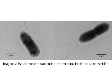 Investigadores PUCV integraron equipo de científicos que descubrió la rizobacteria Pseudomonas atacamensis