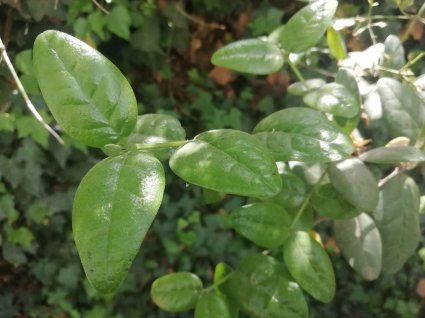 Ex alumno de la Escuela de Agronomía lidera proyecto sobre cultivo in vitro de boldo como alternativa de propagación sustentable