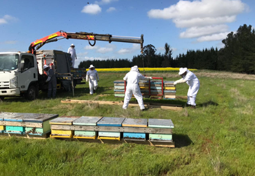Investigación PUCV alerta sobre abrupta caída en la producción de miel producto del cambio climático