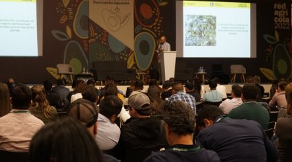 Representantes de Agronomía PUCV se presentaron en exitoso encuentro sobre paltas en Colombia