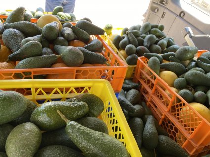 Escuela de Agronomía PUCV dona frutas a comedores solidarios de la Diócesis de Valparaíso