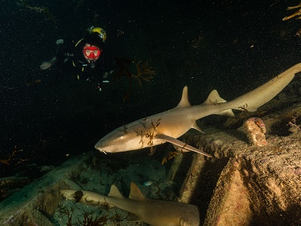 Me enganche del buceo desde la primera inmersión