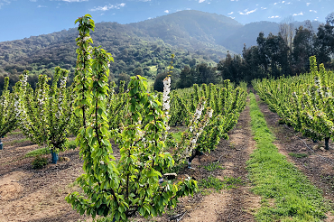 Un enfoque innovador para conciliar la producción agrícola y la biodiversidad