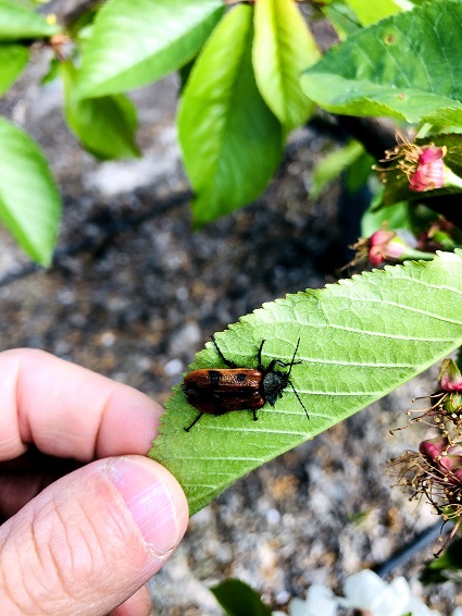 Un enfoque innovador para conciliar la producción agrícola y la biodiversidad