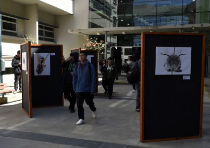 Instituto de Biología PUCV celebra aniversario junto al fascinante mundo de las abejas