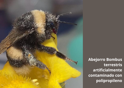 Gastón Carvallo: “Actualmente, la masa de plástico duplica a la masa de todos los animales del planeta”