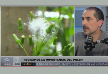 En Mega Tiempo: Profesor Cristian Atala se refiere a la función del polen en el ecosistema