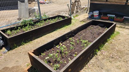 Profesora Joyce Maturana participó en actividad de Huerto Conciencia como parte de Oficinas Verdes, taller impulsado por PUCV Sostenible