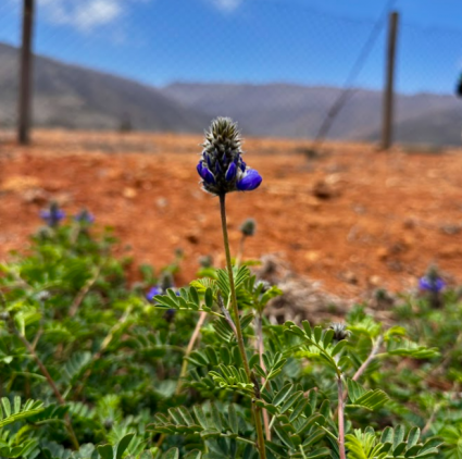 Profesores y estudiantes del Instituto de Biología PUCV participaron de la XXXVI Reunión Anual de la Sociedad Botánica de Chile