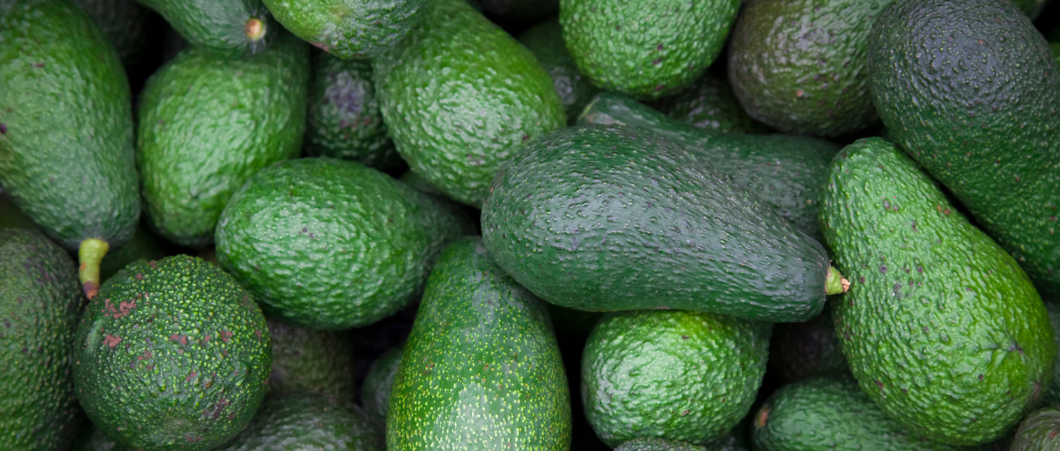 Quillota abre la conversación internacional sobre el futuro sustentable de la palta