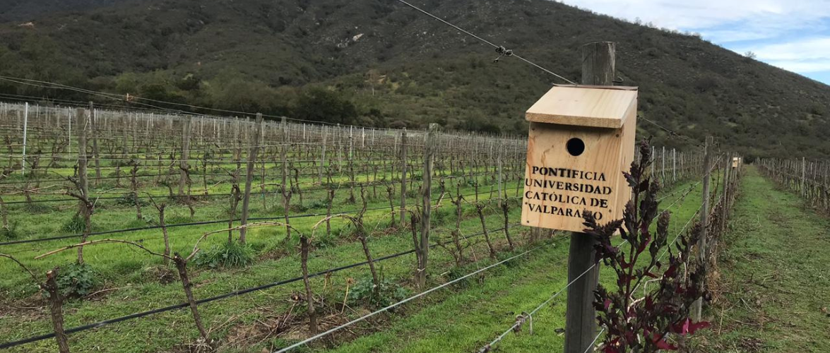 Nuevas incorporaciones académicas aportan a la docencia e investigación en Agronomía PUCV