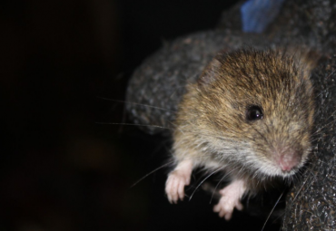 Profesor Fernando Torres Pérez participa en revista internacional sobre Hantavirus