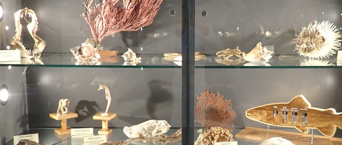 Rescate submarino en Chillán: Estudiantes de la Escuela de Ciencias del Mar PUCV devuelven la vida a una histórica colección de moluscos y crustáceos